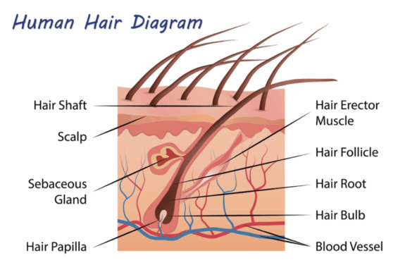 Azelaic Acid Scalp Treatment
