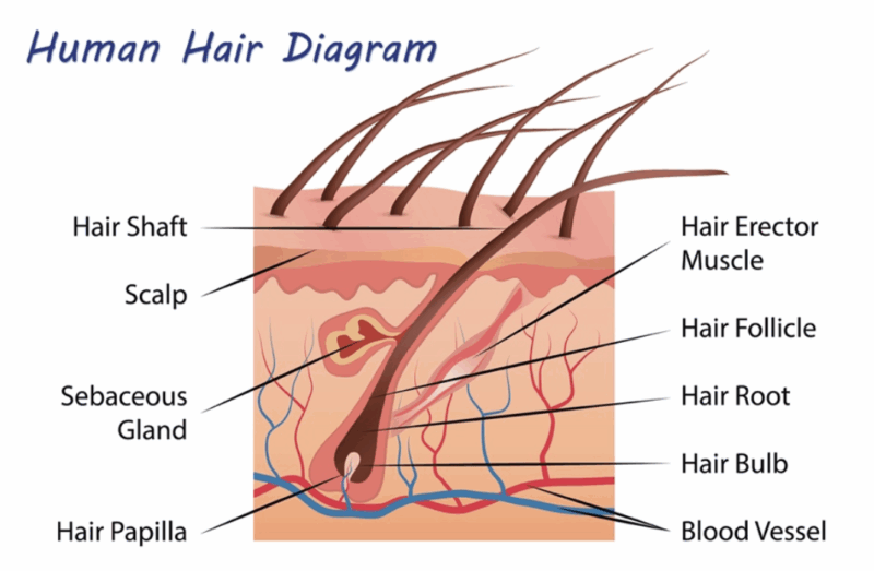 Azelaic Acid Scalp Treatment